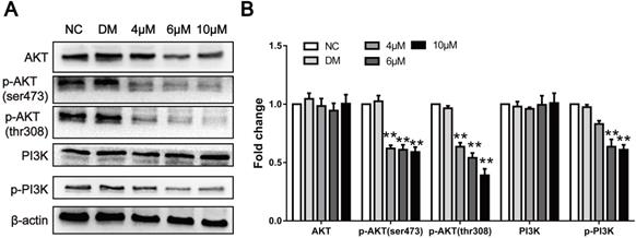 J Cancer Image