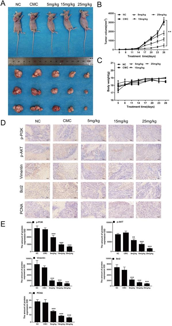 J Cancer Image