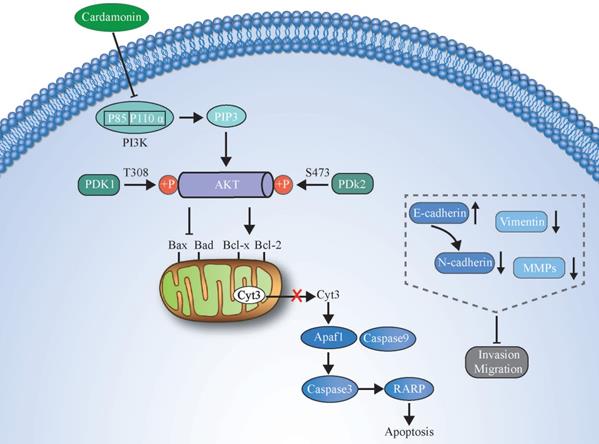 J Cancer Image