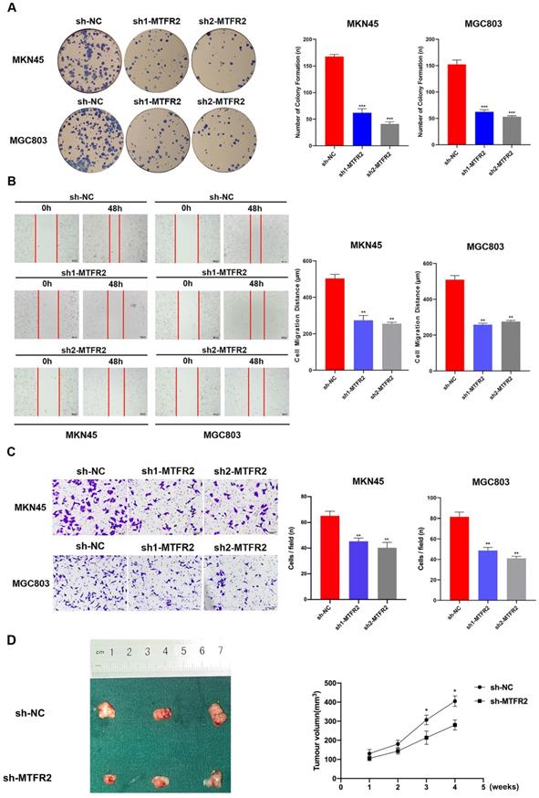 J Cancer Image