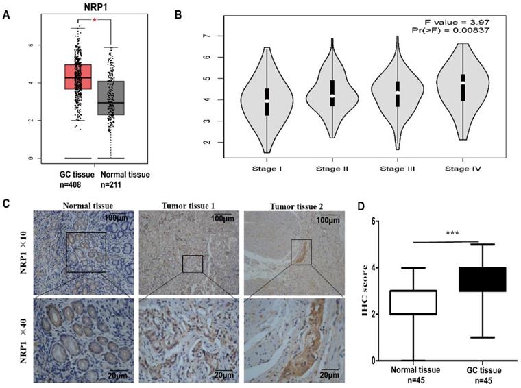 J Cancer Image