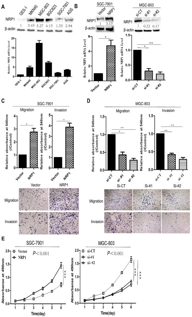 J Cancer Image