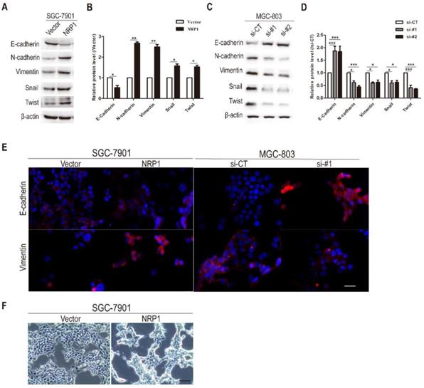 J Cancer Image