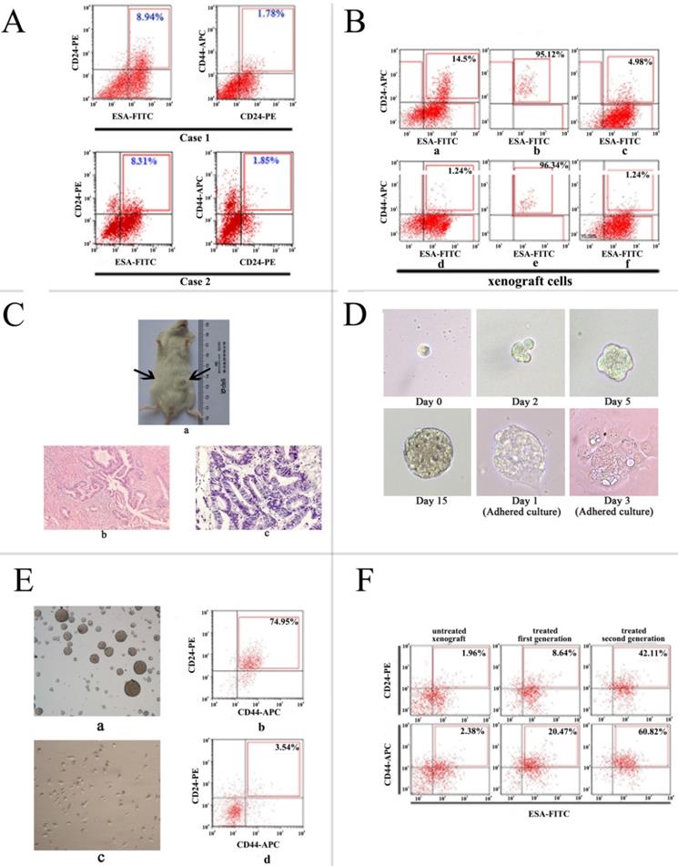 J Cancer Image