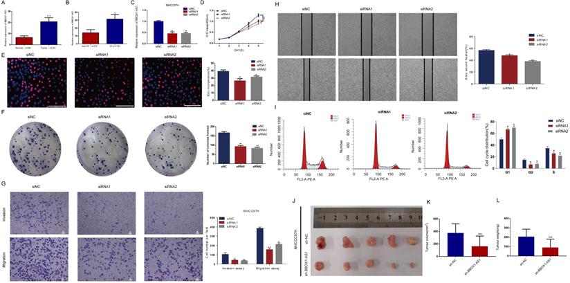 J Cancer Image