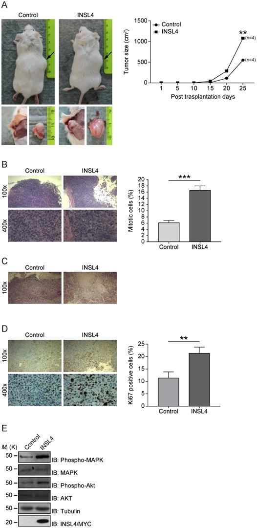 J Cancer Image