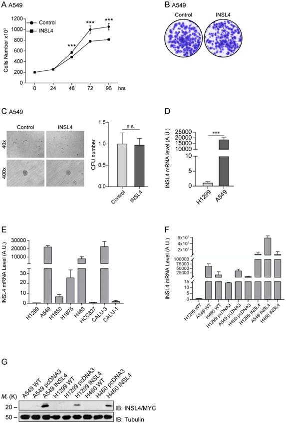 J Cancer Image