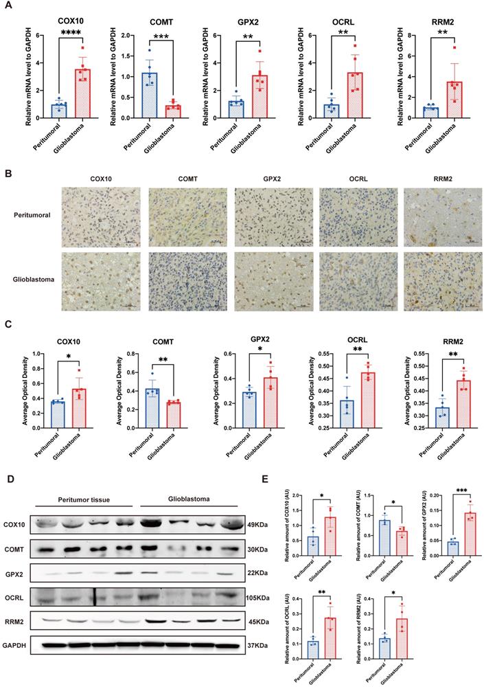 J Cancer Image