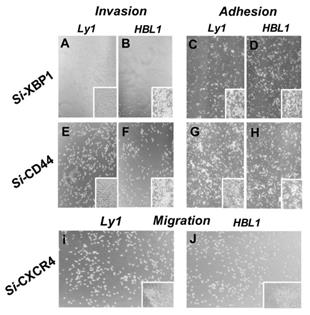 J Cancer Image