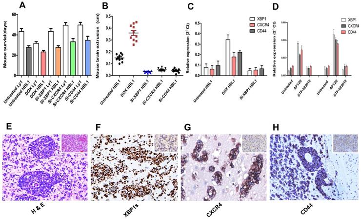 J Cancer Image