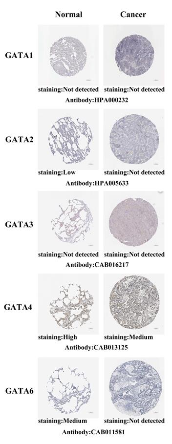 J Cancer Image