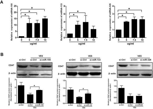 J Cancer Image