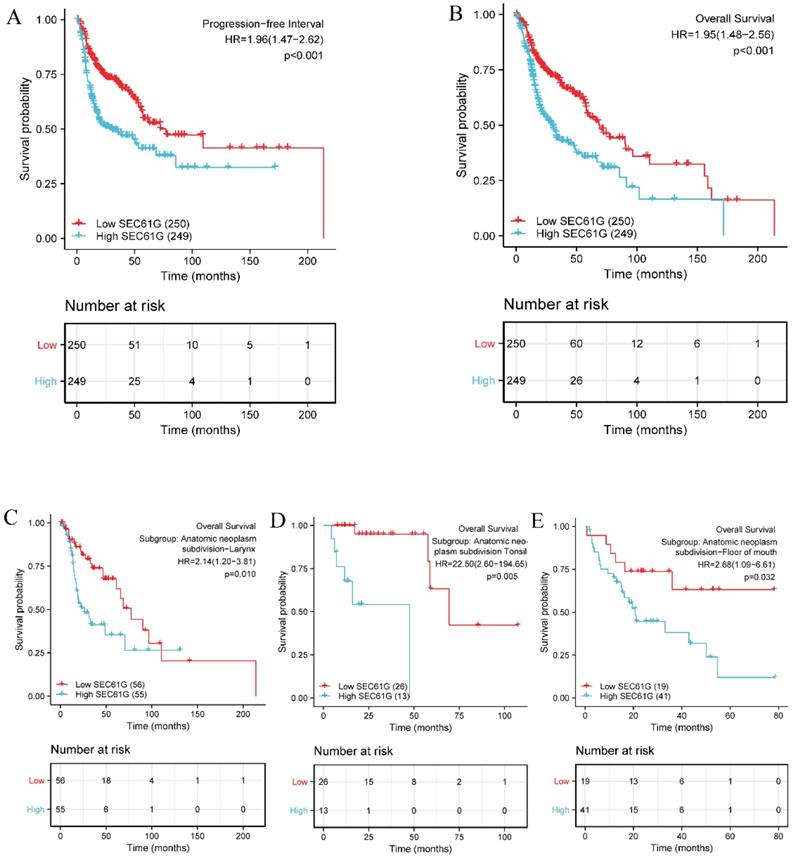 J Cancer Image