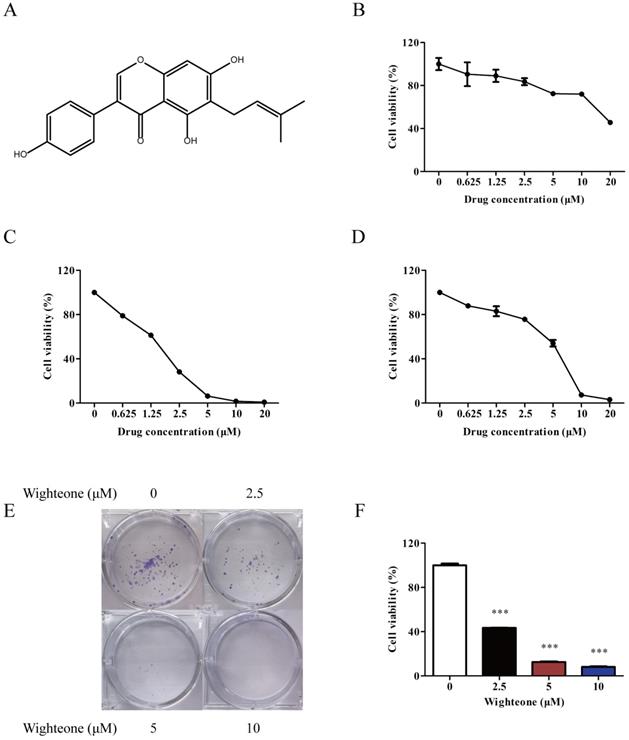 J Cancer Image