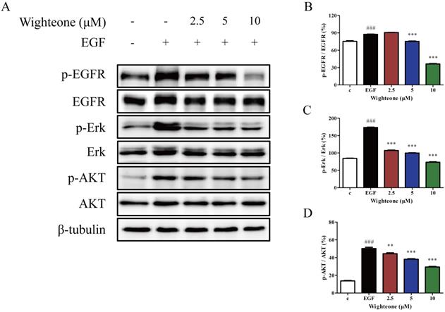 J Cancer Image