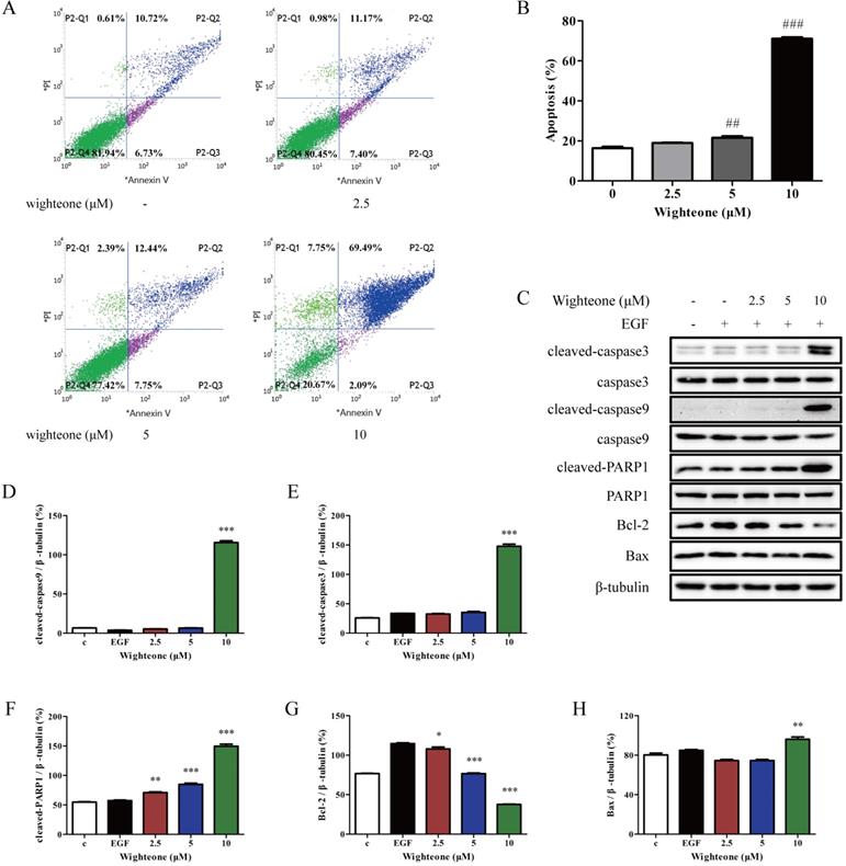 J Cancer Image