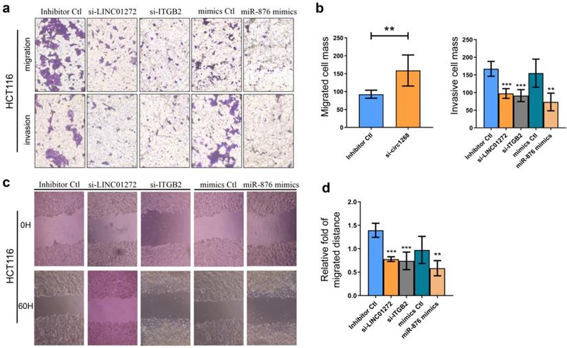 J Cancer Image