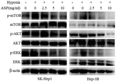 J Cancer Image