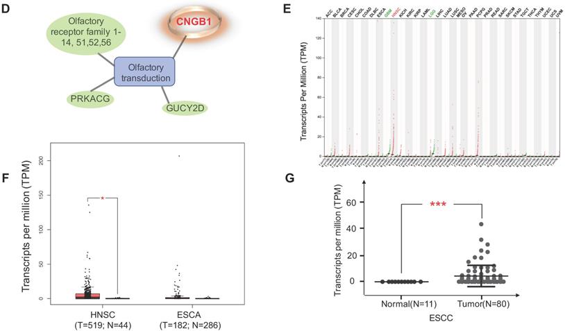 J Cancer Image