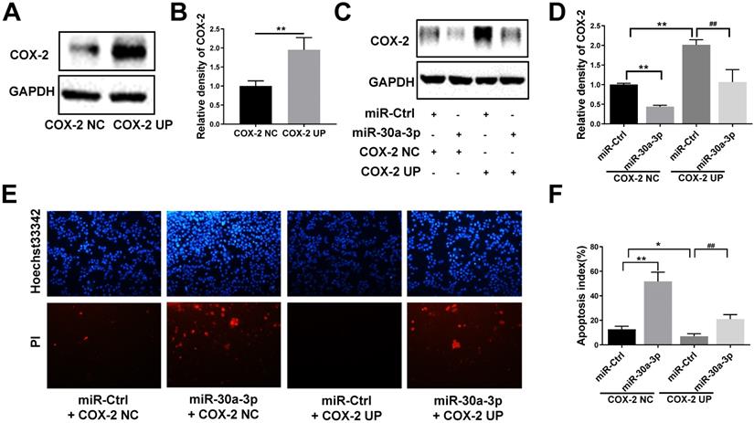 J Cancer Image