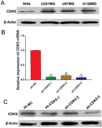 J Cancer Image