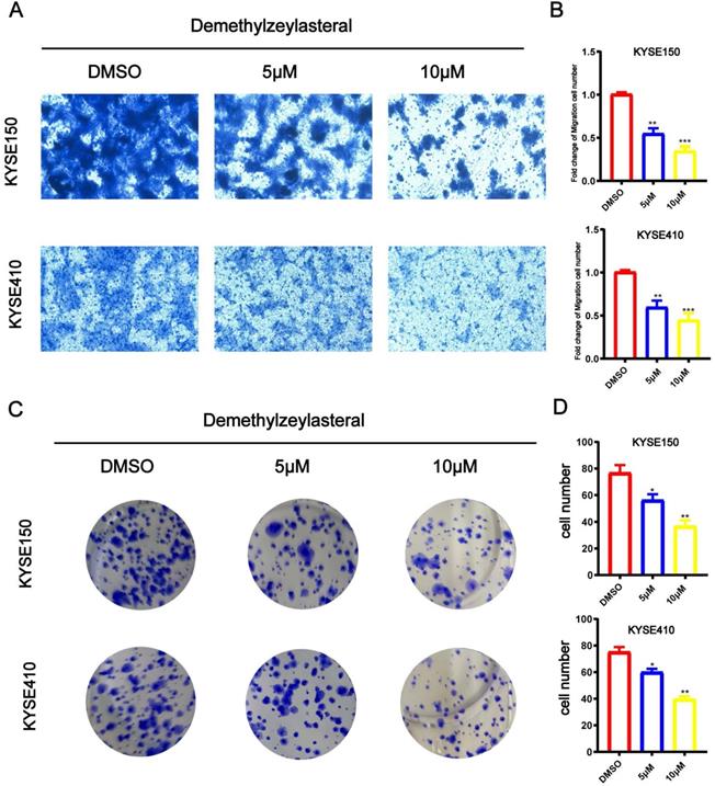 J Cancer Image