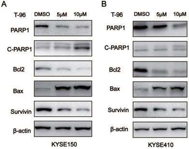 J Cancer Image