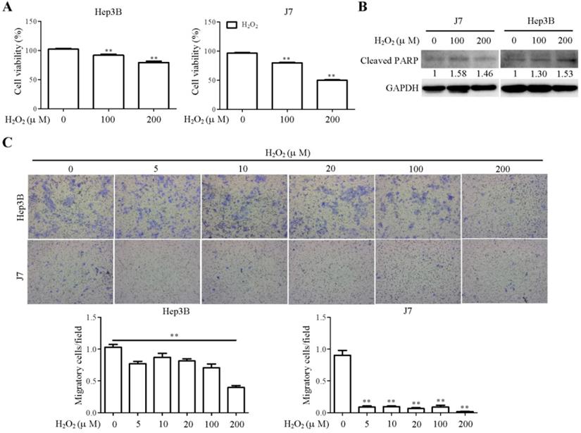 J Cancer Image