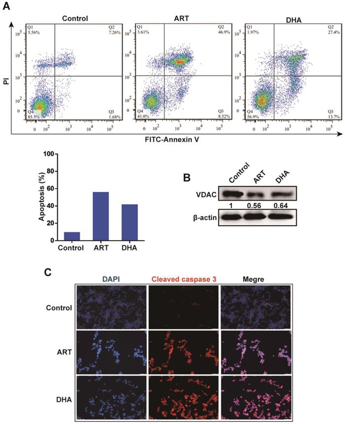 J Cancer Image