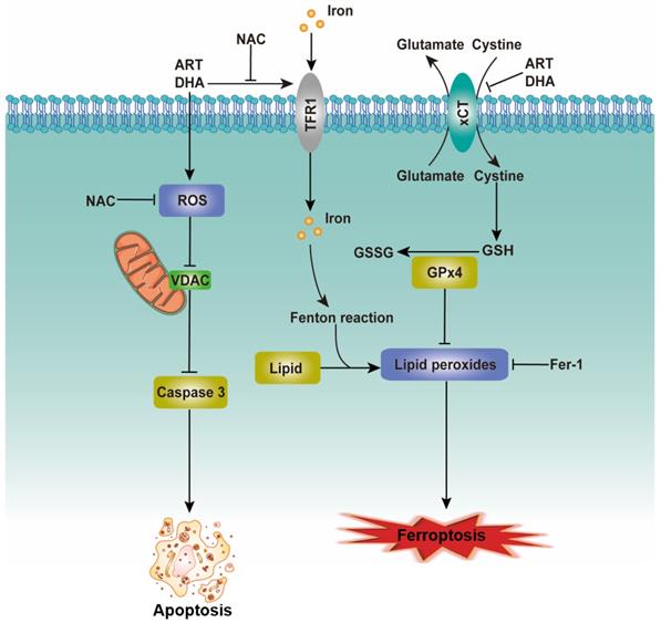 J Cancer Image