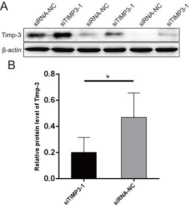 J Cancer Image