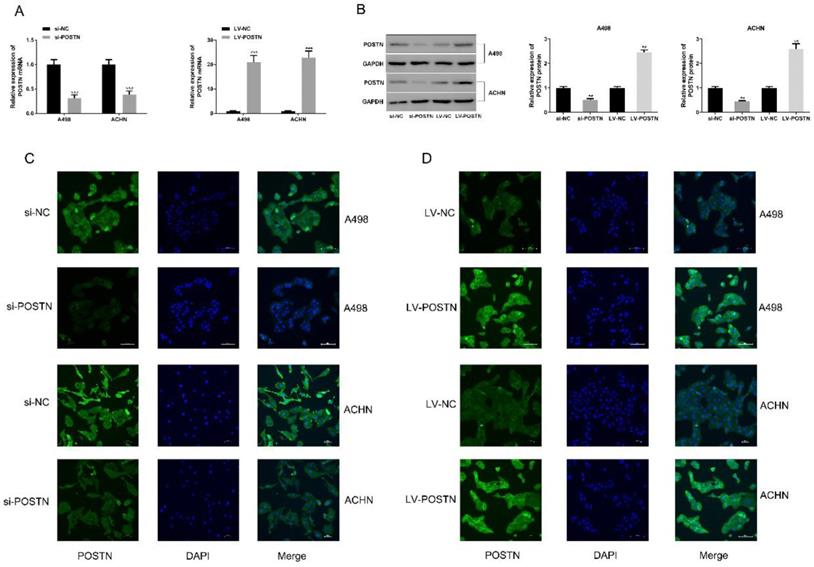 J Cancer Image