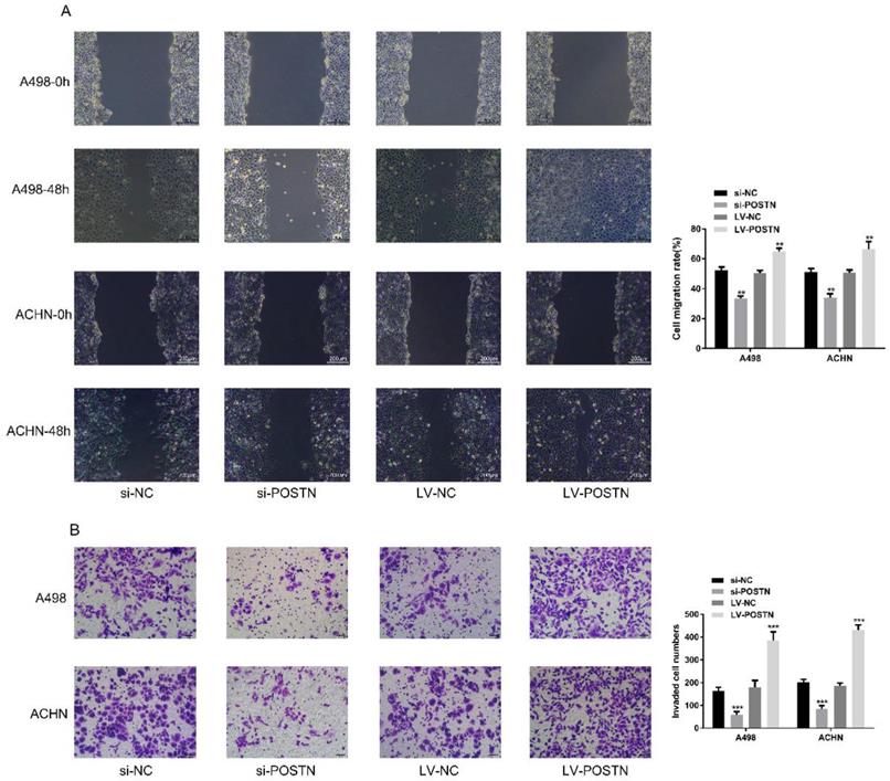 J Cancer Image