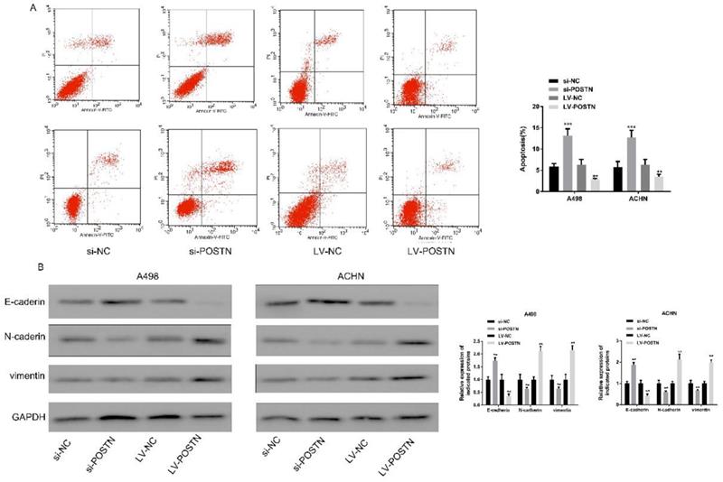 J Cancer Image