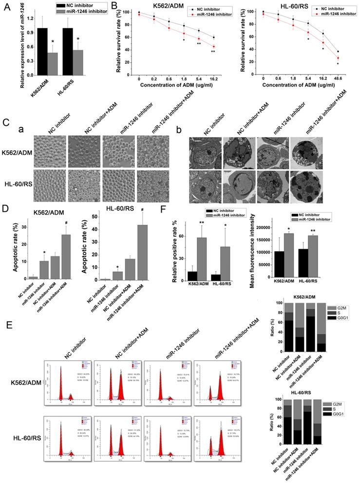 J Cancer Image