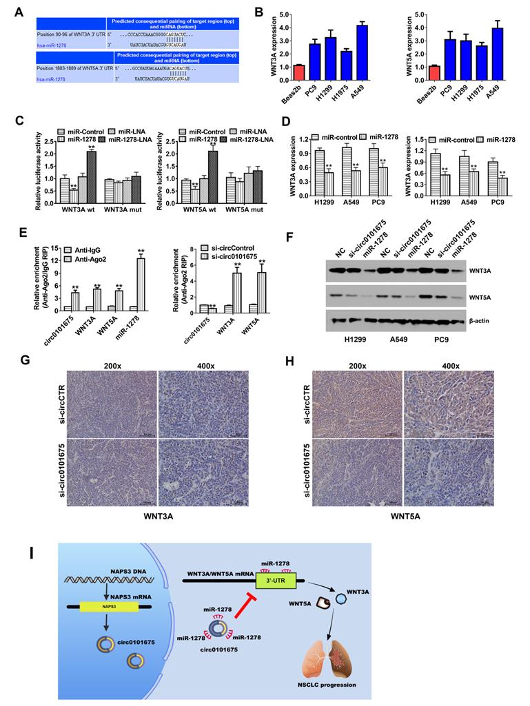 J Cancer Image