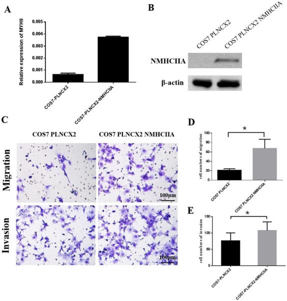 J Cancer Image