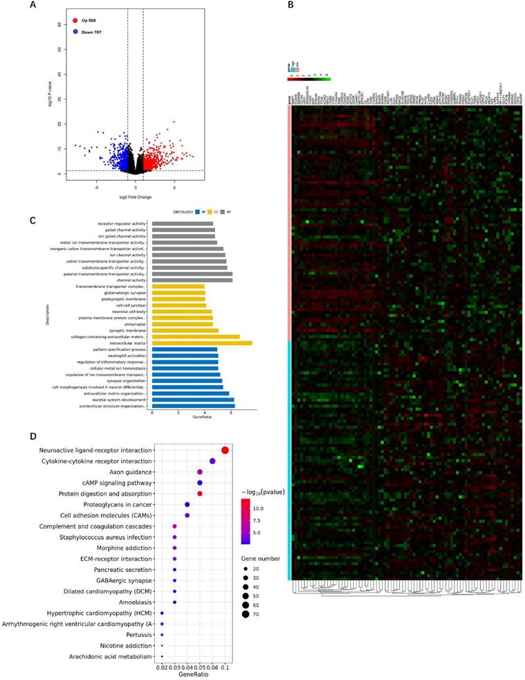 J Cancer Image