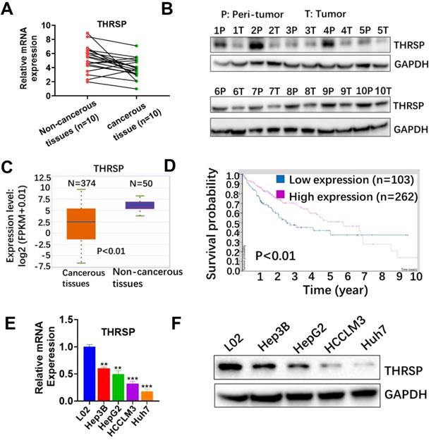 J Cancer Image