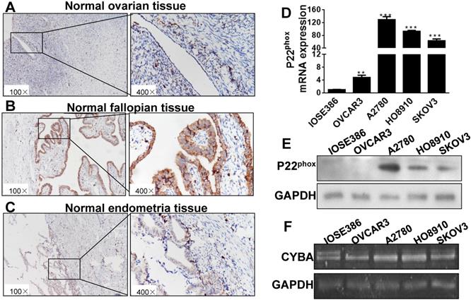 J Cancer Image