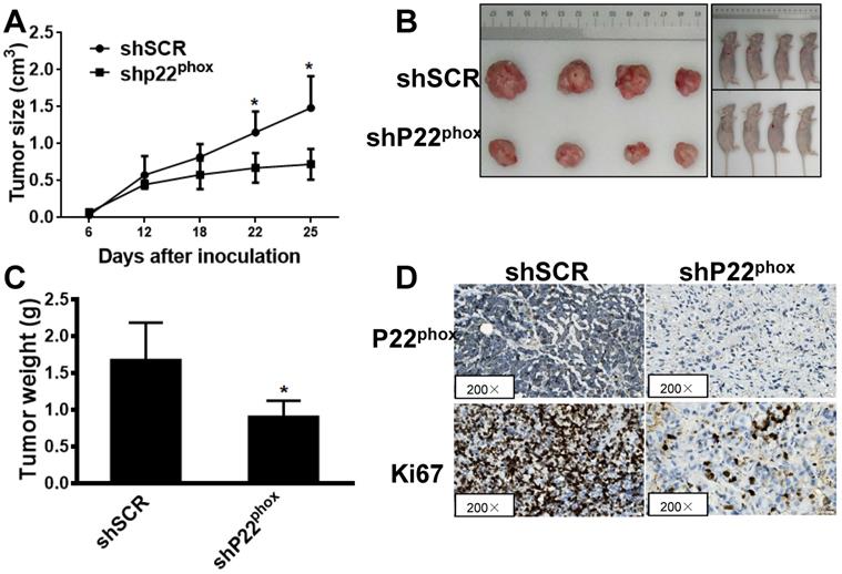 J Cancer Image