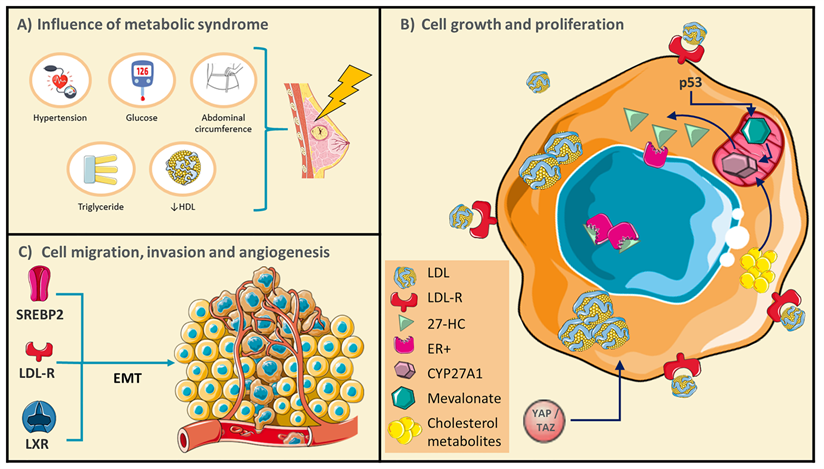 J Cancer Image