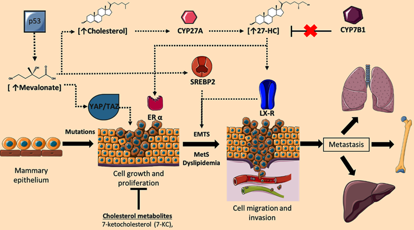 J Cancer Image