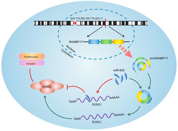 J Cancer Image