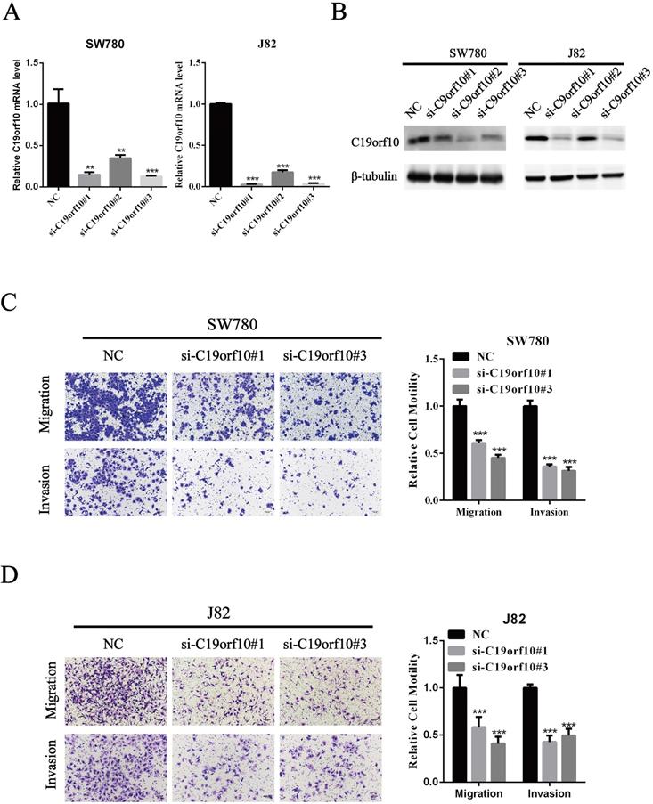 J Cancer Image