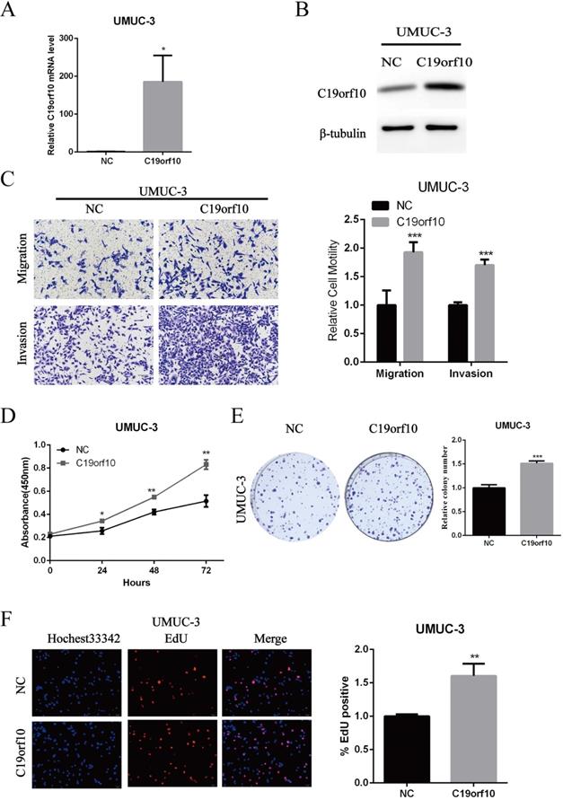 J Cancer Image