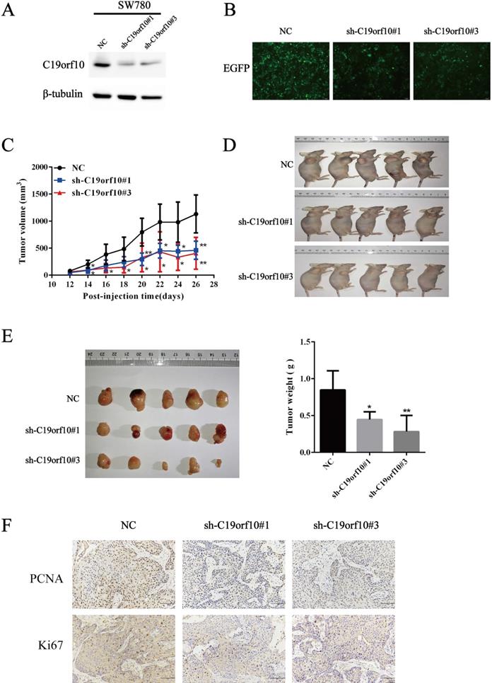 J Cancer Image