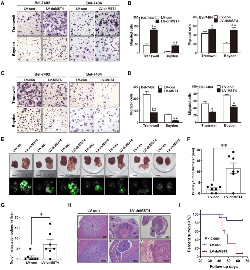 J Cancer Image