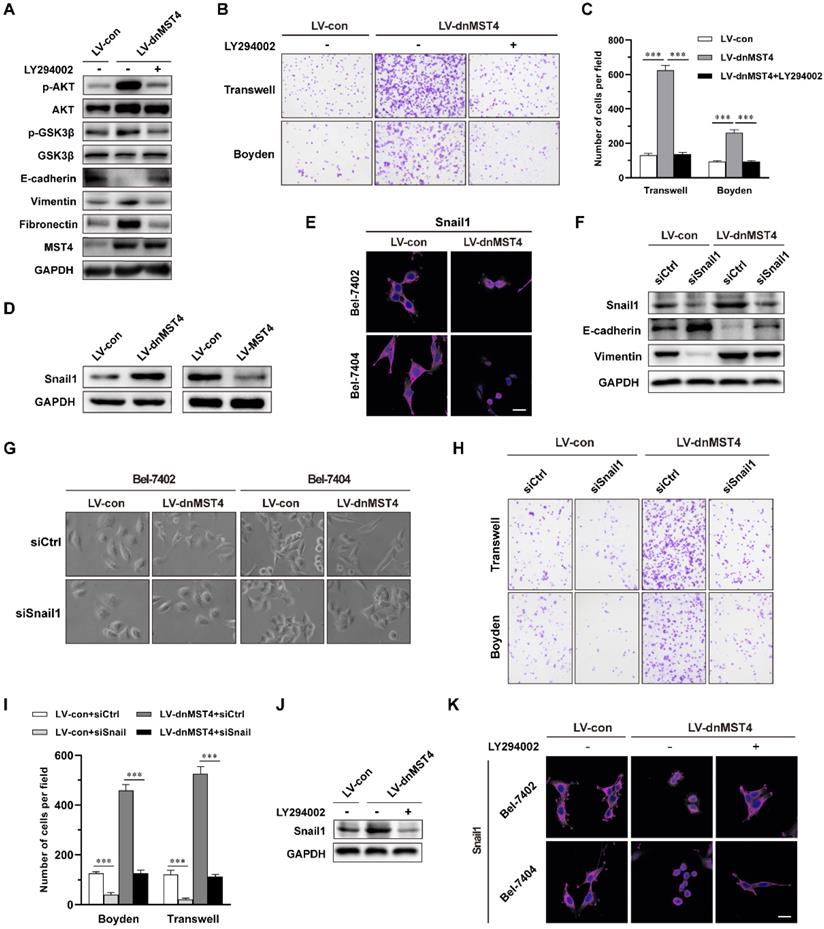 J Cancer Image