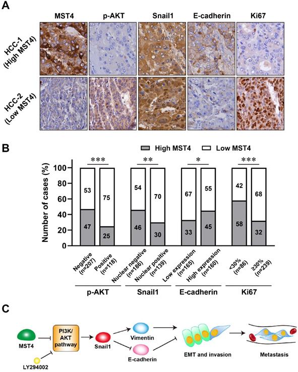 J Cancer Image